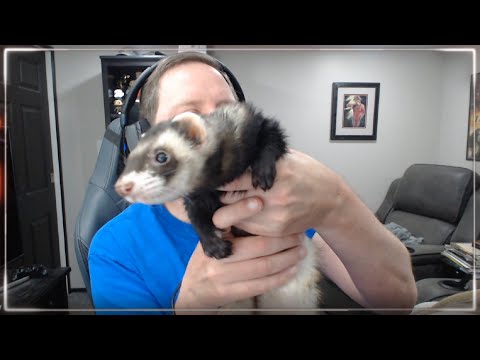 TF2 and Ferrets!