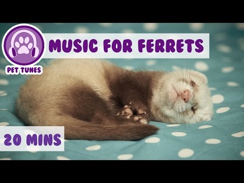 Music for Ferrets! Relaxing and Soothing Music for Ferrets, Help Your Ferret Sleep!