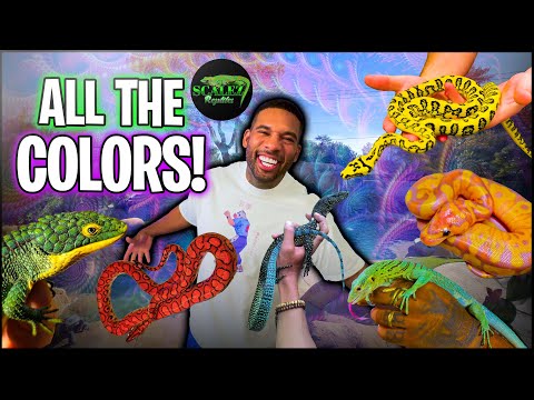 SCALEZ REPTILES COLORFUL COLLECTION VISIT