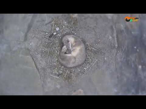 Stoat Mother Hunts to Feed Kits | Weasels