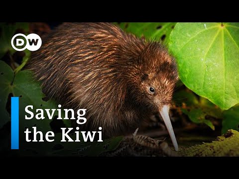 Saving the Kiwi: Protecting New Zealand’s national bird | DW Documentary