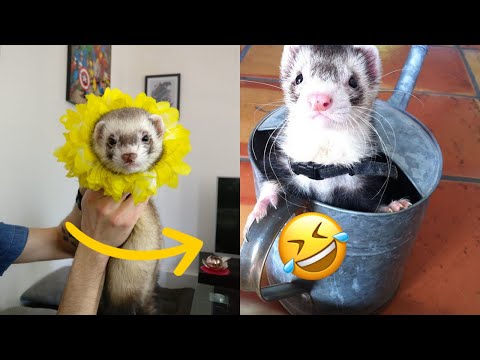ðŸ¤£ Funny Ferrets Compilation – Funny Ferrets TikTok – Funny Ferrets Videos – ðŸ˜‚ funny videos 2020