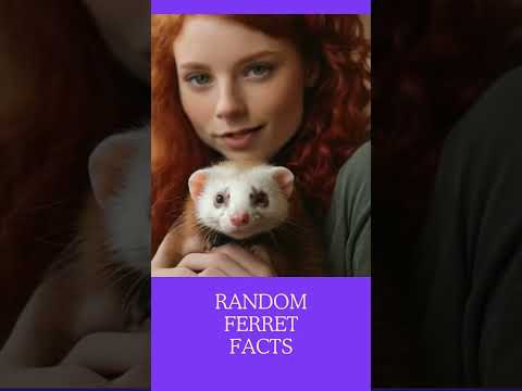 Random Ferret Facts  #ferret #ferretlover