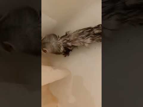 bath time #ferret #ferretsareawesome #bathtime #shorts #youtube #yt #fyp #youtubeshorts #ytshorts