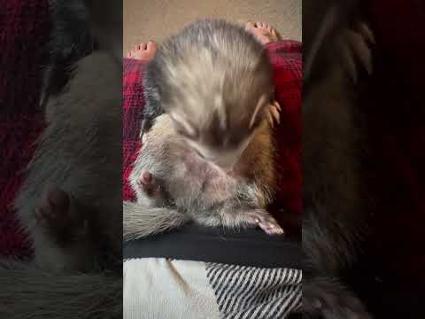 Ferrets are the best#cute#ferret#shirt#baby#nail trimming