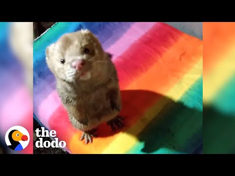 Rescue Mink Loves Diving In His Swimming Pool | The Dodo