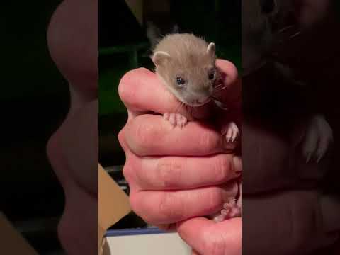 Baby stoat rescue 🐾 #weasel #animalrescue #robertefuller