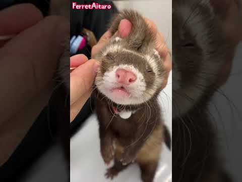 ferret  ear cleaning .had a build-up of earwax
