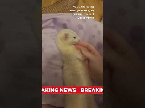 Breaking News: Ferret Hiccups