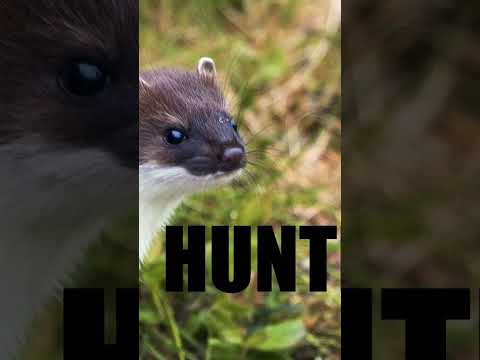 Stoat Animal Facts You Wish You Knew Before
