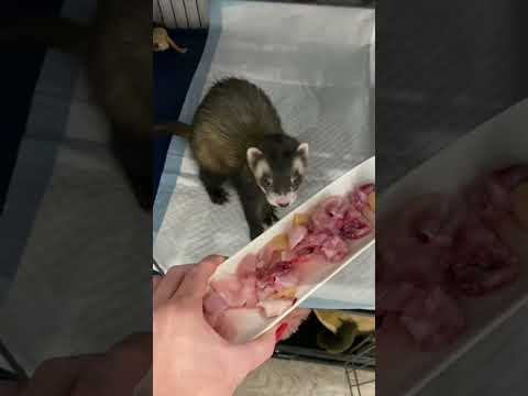 Ferret raw feeding – dinner time – part 3 of 3