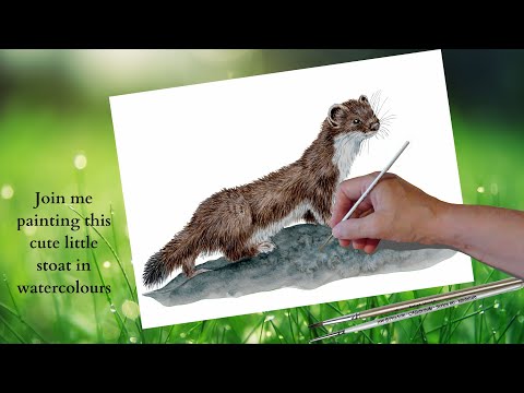 How to paint this stoat in watercolours.