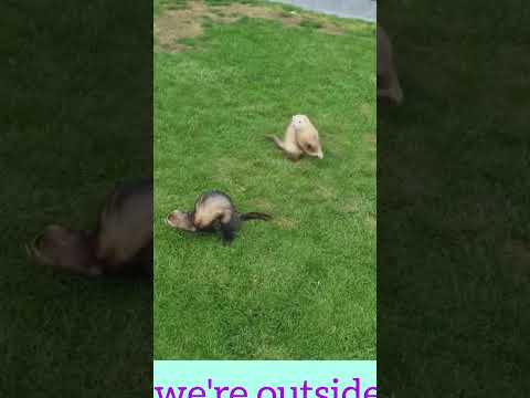 Ferrets Playing Outside #shorts