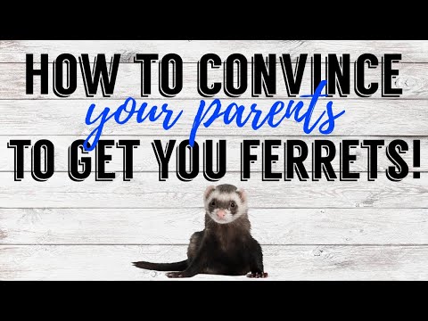 HOW TO CONVINCE YOUR PARENTS TO GET YOU FERRETS | Pazuandfriends