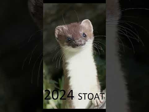 2024 stoat and 5000bce stoat #animals #stoat #trending