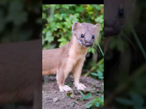 The Japanese mink is a cute animal. Watch this video