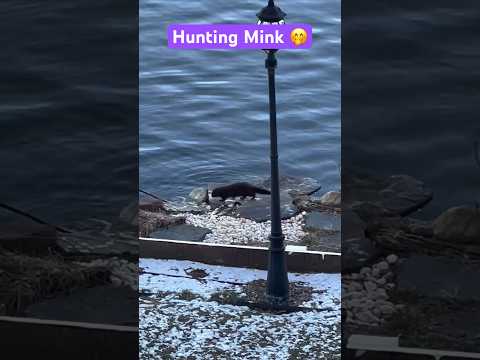 Hunting Mink #minks #wildanimals #animalhunting #nature #lakelife #animals #mink #shorts