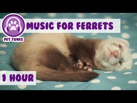1 Hour of Relaxing Music for Ferrets! Music to Calm Down Your Pet Ferret
