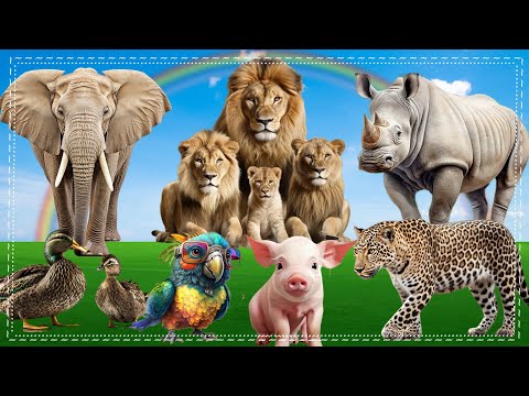 Funny Animal Moments In Nature:Kangaroo, Stork, Fox, Butterfly, Mink | Animals Moments