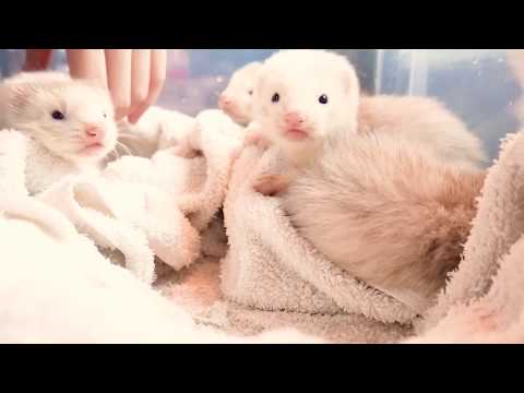 Ferret babies are grown up quickly. From day 9 to day 30