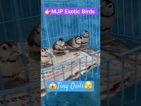 ❤️#Owl Finch❤️#parrot #mjpexoticbirds #shorts #casper #birds