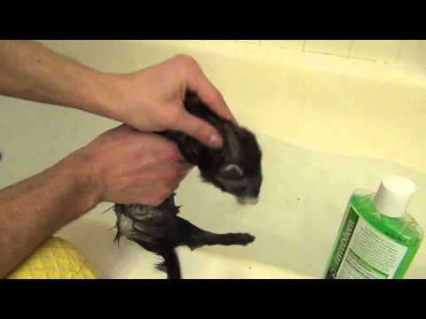 How To Bathe Ferrets