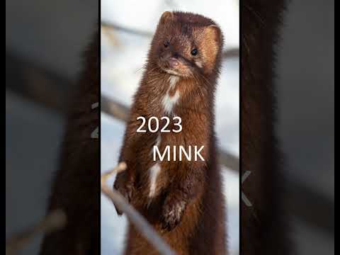 2023 mink and 5000bce mink  #animals #mink #trending