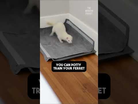 How to Train Your Ferret