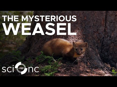 Where are the Weasels? | Sci NC | PBS North Carolina