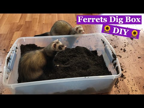 Ferrets Dig Box: DIY