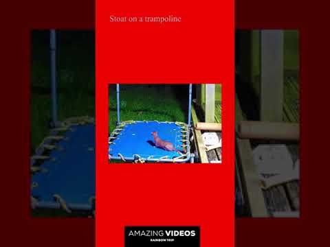 Amazing Videos #Shorts – Stoat on a trampoline