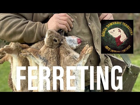 #ferreting Ferreting 20 rabbits – ferrets – rabbiting