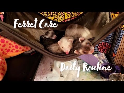 Ferret Care Daily Routine