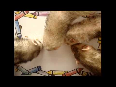 The Painting Ferrets Love ZooBorns.mp4
