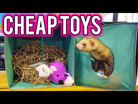 Super CHEAP TOYS for FERRETS