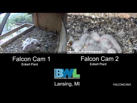 Lansing BWL Eckert Falcon Cam