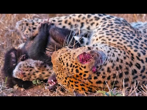 Honey Badger Tries Escaping Leopard’s Grip
