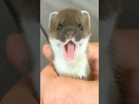 found a little ferret #shortvideo #pet#ferret#shorts