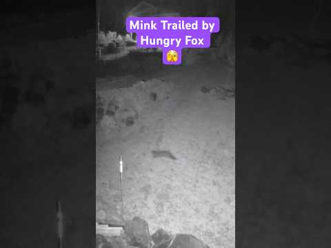 Mink trailed by hungry Fox #shortvideo #shorts #short #animals #nature #wildlife #mink #fox