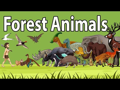 “Amazing Forest Animals Size Comparison 2024: You Won’t Believe Their Sizes!”