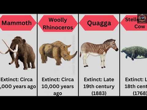 Here Are The 20 Notable Extinct Animals Along With The Approximate Times |Animals Comparison