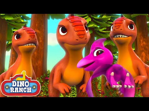 Look Out Teddy! | Dino Ranch