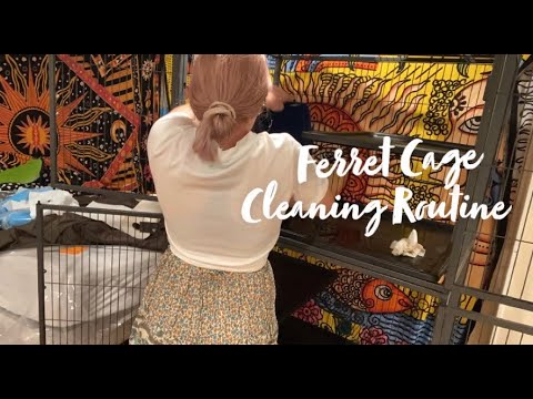 Ferret Cage Cleaning Routine