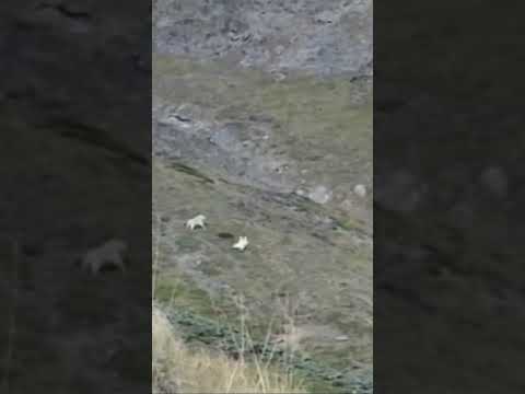Mountain Goat Hunt! Stone Sheep Run Away🐐