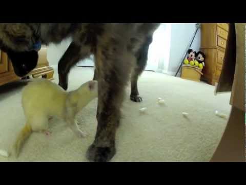 Funny Ferrets Play With Cute Dog