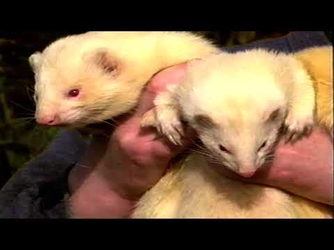 the business of ferrets