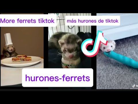 More ferrets the tiktok funny más hurones de tiktok divertidos #hurones #humor #ferrets #funny