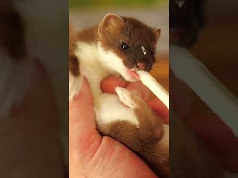 Cute baby stoat lapping up its milk