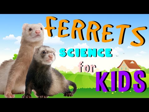 Ferrets | Science for Kids