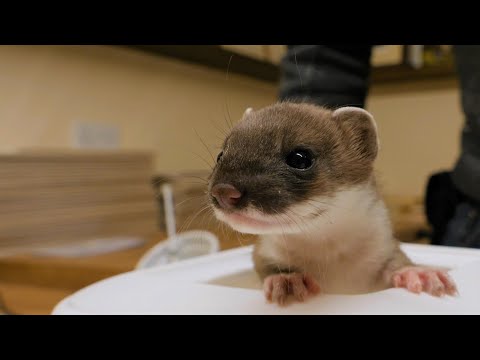 Meet My New Stoat | Live Q&A | Rescued & Returned to the Wild | Robert E Fuller